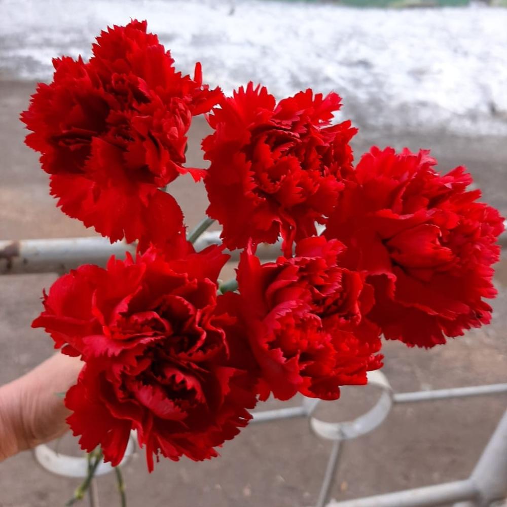 Букет из пяти красных гвоздик