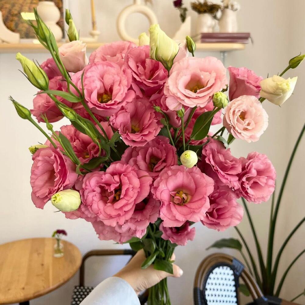 Pink Eustoma